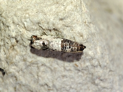 Notocelia incarnatana