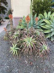 Aloe arborescens