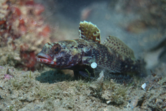 Gobius cruentatus