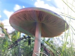 Volvopluteus gloiocephalus