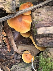 Gymnopilus