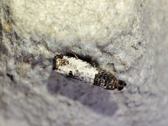 Notocelia incarnatana