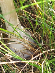 Volvopluteus gloiocephalus