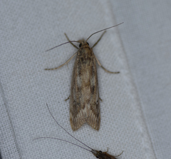 Occidentalia comptulatalis