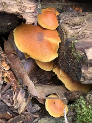 Gymnopilus