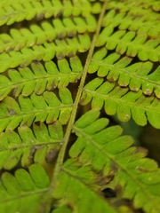 Thelypteridaceae