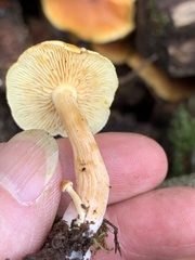 Gymnopilus