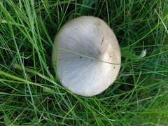Volvopluteus gloiocephalus