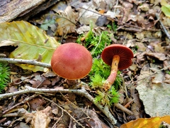 Cortinarius harrisonii