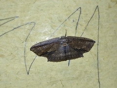 Phalacra