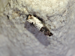 Notocelia incarnatana