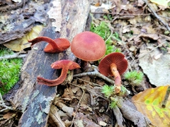 Cortinarius harrisonii