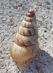 Cochlicella acuta