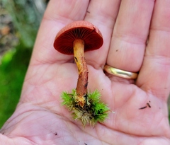 Cortinarius harrisonii