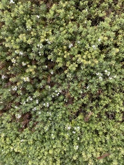 Myoporum parvifolium