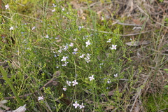 Cyanothamnus coerulescens