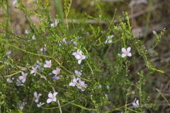 Cyanothamnus coerulescens