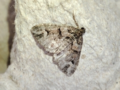 Catarhoe basochesiata