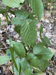 Rubus armeniacus
