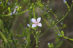Cyanothamnus coerulescens