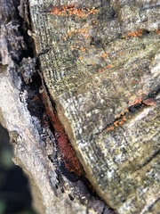 Hydropisphaera