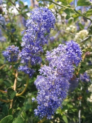 Ceanothus parvifolius