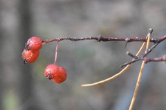 Crataegus sanguinea