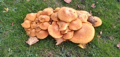 Fungi