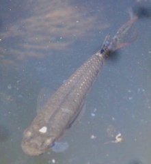 Aplocheilus lineatus