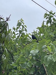 Eudynamys orientalis