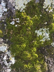 Hedwigia ciliata