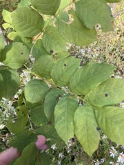 Fraxinus americana
