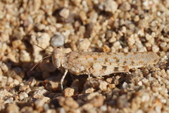 Sphingonotus erythropterus