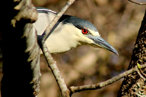 Black-crowned Night Heron photographed in Rhode Island
