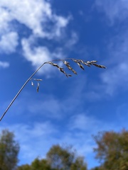 Poa