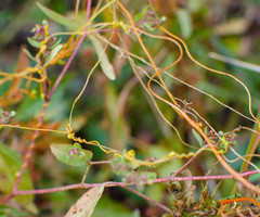 Cuscuta rostrata
