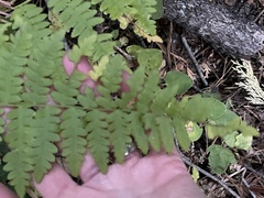 Pteridium aquilinum pubescens