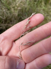 Poa