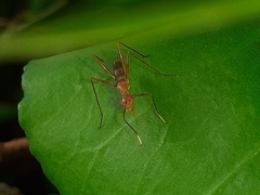 Micropezidae