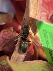 Polistes fuscatus
