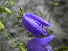Campanula tanfanii