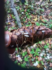 Strobilurus conigenus