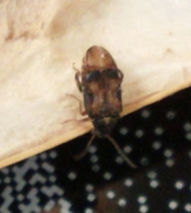 Bruchinae