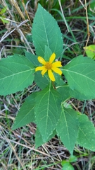 Helianthus decapetalus