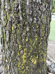 Candelariaceae