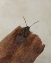 Bruchinae