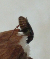 Bruchinae