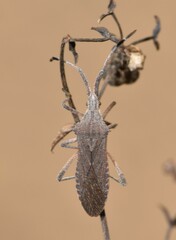 Chariesterus antennator