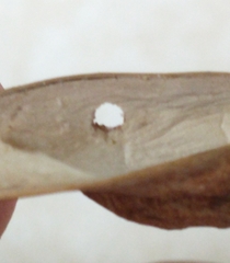 Bruchinae