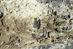 Cicindela duodecimguttata